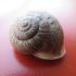 Fortetza Snail_5751.b.jpg